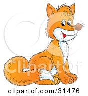 Poster, Art Print Of Friendly Orange Fox With A Bushy Tail And White Belly Sitting