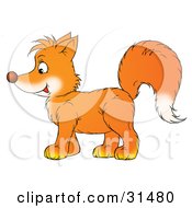 Poster, Art Print Of Bushy Tailed Orange Fox Kit In Profile Facing To The Left