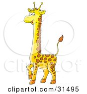 Poster, Art Print Of Adorable Spotted Baby Giraffe Standing With One Leg Lifted