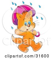 Poster, Art Print Of Cute Blue Eyed Ginger Kitten Waving And Strolling With An Umbrella On A Rainy Day