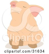 Clipart Illustration Of A Cute Piglet Sitting With A Stubborn Or Pleased Expression