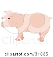 Clipart Illustration Of A Pink Hog In Profile Facing To The Left