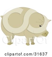 Clipart Illustration Of A Plump Brown Hog In Profile Facing To The Right