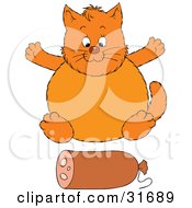 Poster, Art Print Of Fat Orange Cat Sitting In Front Of A Roll Of Sausage