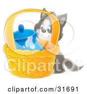 Poster, Art Print Of Sneaky Gray And White Kitten Trying To Get To Milk In A Jar In A Basket