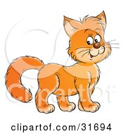 Poster, Art Print Of Friendly Ginger Kitty Cat Smiling And Facing To The Right
