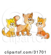 Poster, Art Print Of Three Orange And Yellow Cats Sitting And Looking At The Viewer