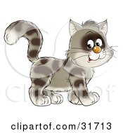 Poster, Art Print Of Brown Striped Cat Walking To The Right Glancing At The Viewer