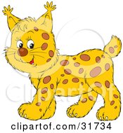 Poster, Art Print Of Spotted Lynx Cub Smiling And Walking To The Left