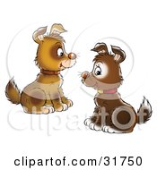 Poster, Art Print Of Two Brown Puppies Wearing Collars Facing Each Other And Sitting