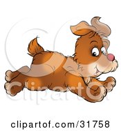 Poster, Art Print Of Running Brown Dog Glancing While Passing
