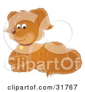 Poster, Art Print Of Pleased Brown Puppy Dog Laying Down With Its Front Paws Crossed