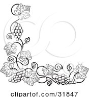 Clipart Illustration Of A Grape Vine With Bunches Of Grapes And Leaves Curling Along A Bottom Left Corner Edge by AtStockIllustration
