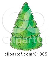 Perfectly Trimmed Evergreen Christmas Tree On A White Background