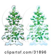 Poster, Art Print Of Two Snow Flocked Evergreen Trees One With An Airbrush Appearance