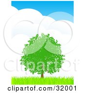 Poster, Art Print Of Lush Green Tree With Foliage In A Flat Landscape Of Green Grass Against A Blue Sky With Large Puffy Clouds