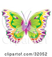 Poster, Art Print Of Colorfully Patterned Butterfly With Purple White Yellow And Green Wings