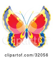 Poster, Art Print Of Butterfly With Blue Yellow Red Pink Orange And Purple Wings And A Yellow And Blue Body