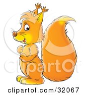 Poster, Art Print Of Orange Squirrel Rubbing Its Belly Facing Left And Glancing At The Viewer