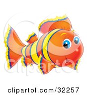 Poster, Art Print Of Cute Blue Eyed Orange Fish With Yellow And Blue Stripes