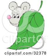 Poster, Art Print Of Cute Gray Mouse Peeking Around A Green Leaf