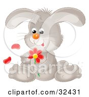 Cute Gray Bunny Rabbit Sitting And Picking Petals Off Of A Red Daisy Flower
