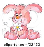Clipart Illustration Of A Cute Pink Bunny Rabbit Sitting And Picking Petals Off Of A White Daisy Flower