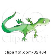 Poster, Art Print Of Cute Green Lizard Facing Right Glancing Back At The Viewer