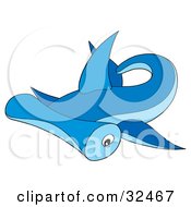 Swimming Blue Hammerhead Shark
