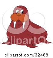 Poster, Art Print Of Sharp Tusked Walrus Looking At The Viewer