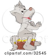 Cute Gray Wolf Praying Sitting On A Tree Stump And Looking Up