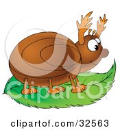Happy Brown Beetle On A Green Leaf