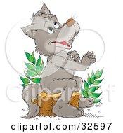 Happy Gray Wolf Sitting On A Tree Stump And Looking Upwards As If Praying
