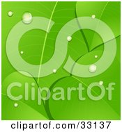 Clipart Illustration Of Dew Drops On A Background Of Lush Green Leaves With Vein Lines