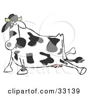 Poster, Art Print Of Black And White Dairy Cow After Slipping Its Hind Legs Sprawled Out