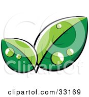 Poster, Art Print Of Pre-Made Logo Of Lush Green Leaves With Dew