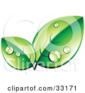Poster, Art Print Of Pre-Made Logo Of Organic Green Leaves Wet With Dew