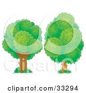 Clipart Illustration Of Two Lush Green Trees by Alex Bannykh