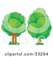 Poster, Art Print Of Two Lush Green Trees