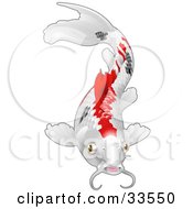 Calico Koi Fish With Red And Black Markings