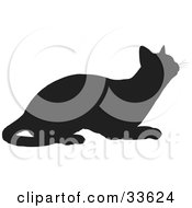 Poster, Art Print Of Black Silhouetted Feline Curiously Looking Upwards