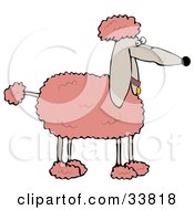 Fluffy Pink Groomed Poodle Dog In Profile