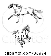 Two Galloping Wild Horses One In Profile Running To The Left One Running Forward