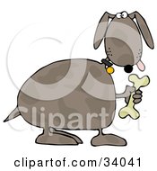 Poster, Art Print Of Goofy Brown Spotted Dog Holding Up A Bone