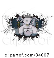 Clipart Illustration Of A Tough Bulldog In A Spiked Collar Tearing A Hole Through A Wall Or Paper And Looking Through by Paulo Resende #COLLC34067-0047