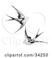 Clipart Illustration Of Two Swallows Flying Together by C Charley-Franzwa #COLLC34250-0078