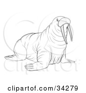 Poster, Art Print Of Black And White Outline Of A Big Walrus With Tusks