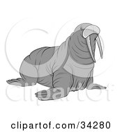Clipart Illustration Of A Large Gray Tusked Walrus