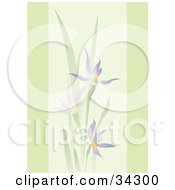 Clipart Illustration Of A Green Background With Pretty Purple Spring Flowers