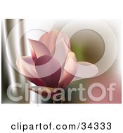 Clipart Illustration Of A Beautiful Pink Lily Flower Blooming
